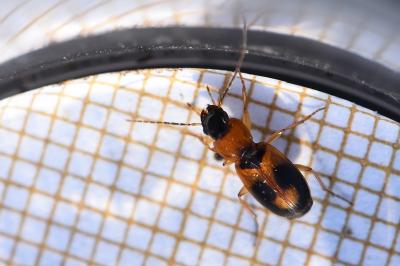 <i>Badister bullatus</i>
