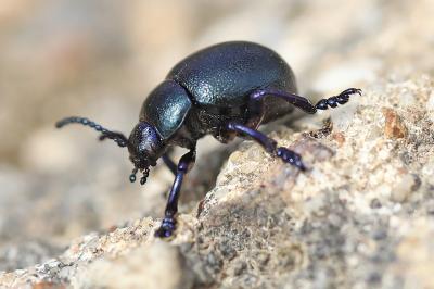 <i>Timarcha goettingensis</i>