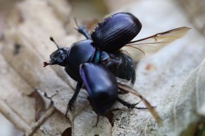 <i>Anoplotrupes stercorosus</i>