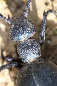 <i>Meloe proscarabaeus</i>