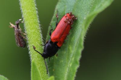 <i>Ampedus</i>