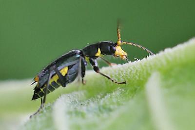Clanoptilus elegans