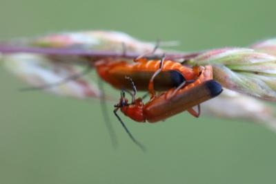 <i>Rhagonycha fulva</i>
