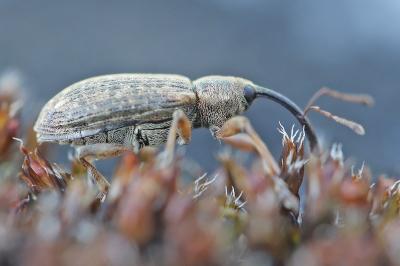 <i>Dorytomus</i>