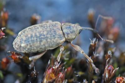 <i>Dorytomus</i>