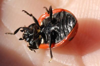 <i>Coccinella septempunctata</i>