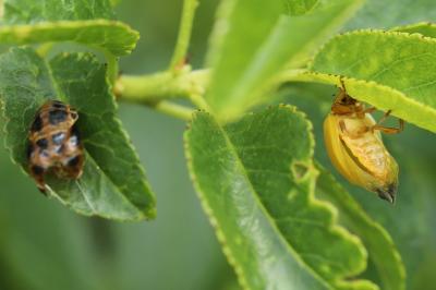 <i>Harmonia axyridis</i>