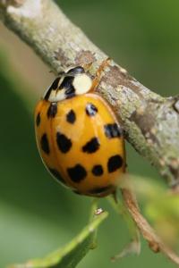 <i>Harmonia axyridis</i>