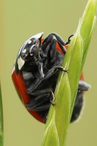 <i>Coccinella septempunctata</i>