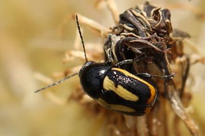 <i>Cryptocephalus vittatus</i>