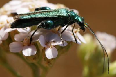<i>Oedemera nobilis</i>