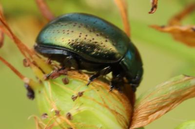 <i>Chrysolina hyperici</i>