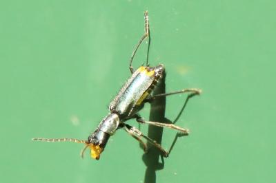 <i>Clanoptilus elegans</i>