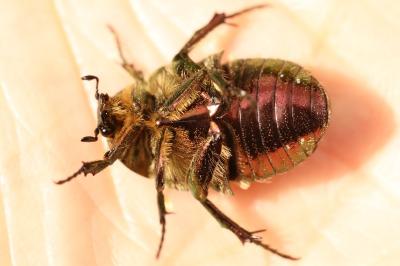 <i>Cetonia aurata</i>