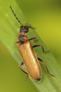 <i>Rhagonycha nigriventris</i>