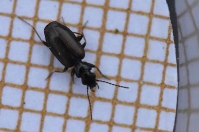 <i>Syntomus obscuroguttatus</i>