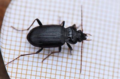 <i>Nebria</i>
