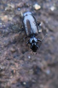 <i>Syntomus obscuroguttatus</i>