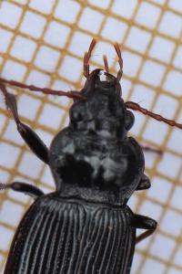 <i>Nebria</i>