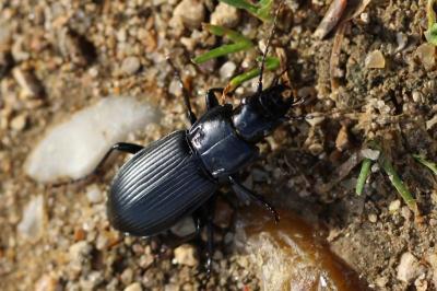 <i>Pterostichus melanarius</i>