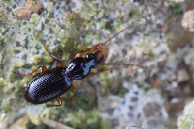 <i>Stomis pumicatus</i>