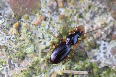<i>Stomis pumicatus</i>