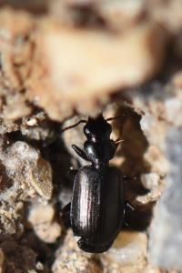 <i>Syntomus obscuroguttatus</i>
