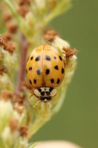 <i>Harmonia axyridis</i>