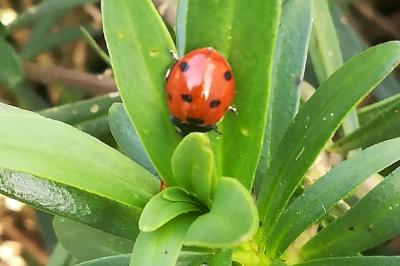 <i>Coccinella septempunctata</i>