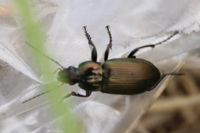 <i>Poecilus cupreus</i>