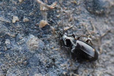 <i>Bembidion lunulatum</i>