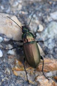 <i>Poecilus cupreus</i>