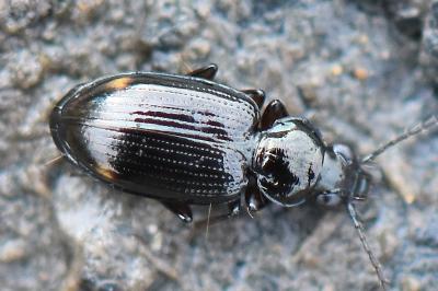 <i>Bembidion lunulatum</i>