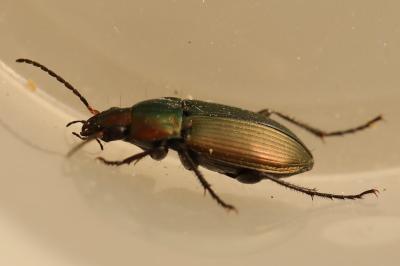 <i>Poecilus cupreus</i>