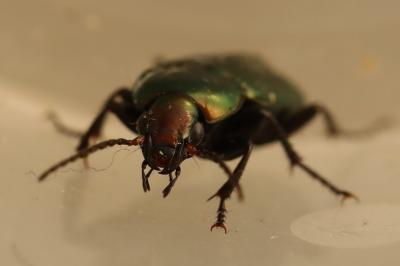 <i>Poecilus cupreus</i>