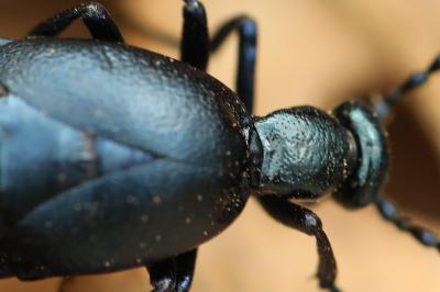 <i>Meloe violaceus</i>