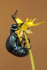 <i>Meloe violaceus</i>