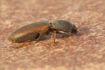 <i>Agriotes</i>