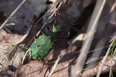 <i>Cicindela campestris</i>