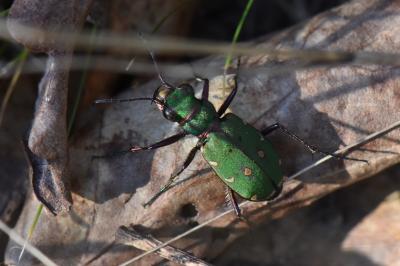 <i>Cicindela campestris</i>