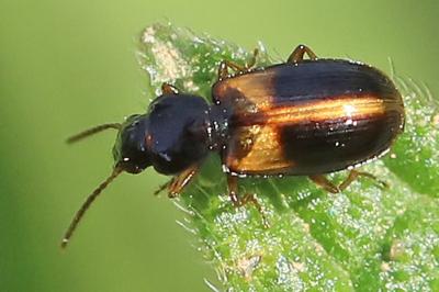 <i>Acupalpus meridianus</i>