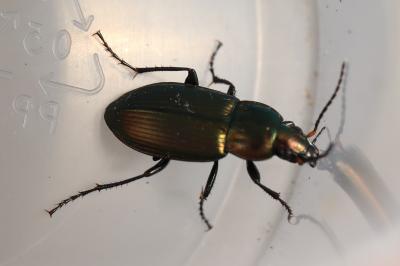 <i>Poecilus cupreus</i>