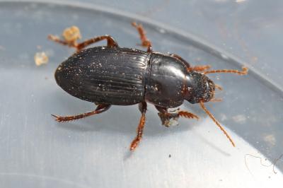 <i>Harpalus</i>