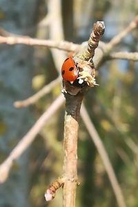<i>Coccinella septempunctata</i>