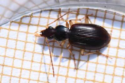 <i>Paranchus albipes</i>