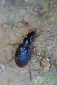 <i>Paranchus albipes</i>