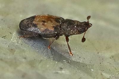 <i>Omosita discoidea</i>