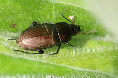 <i>Poecilus cupreus</i>