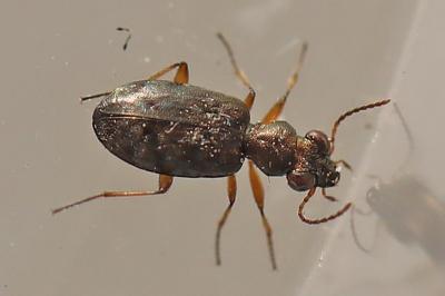 <i>Asaphidion</i>