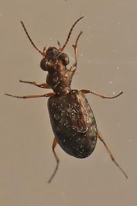 <i>Asaphidion</i>